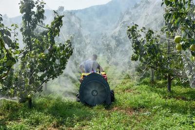 陳區(qū)鎮(zhèn)精心打造“一鎮(zhèn)一業(yè)”推進(jìn)黃梨產(chǎn)業(yè)提檔升級，助力養(yǎng)生保健食品發(fā)展